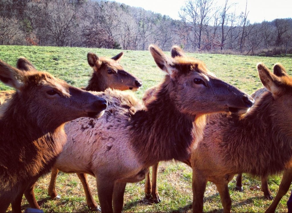 Close encounter with elk during our guided tram tour stop at Dogwood Canyon