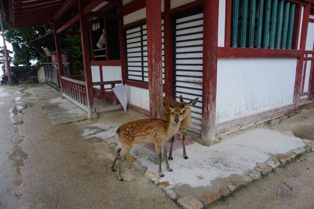 Two deer standing close to each other and staring straight ahead. They are in front of a building with red and green trim.