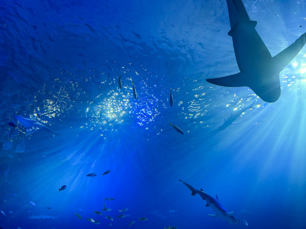 Sharks at Mote Aquarium in Sarasota
