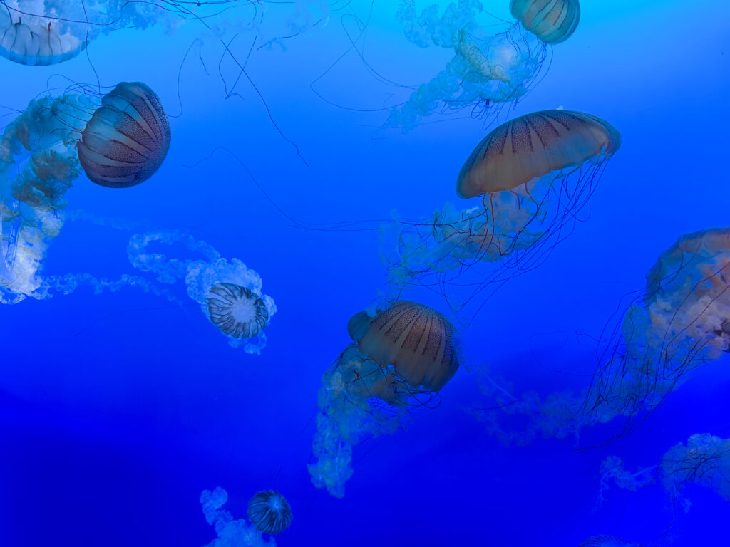 Jellyfish at Mote Aquarium in Sarasota