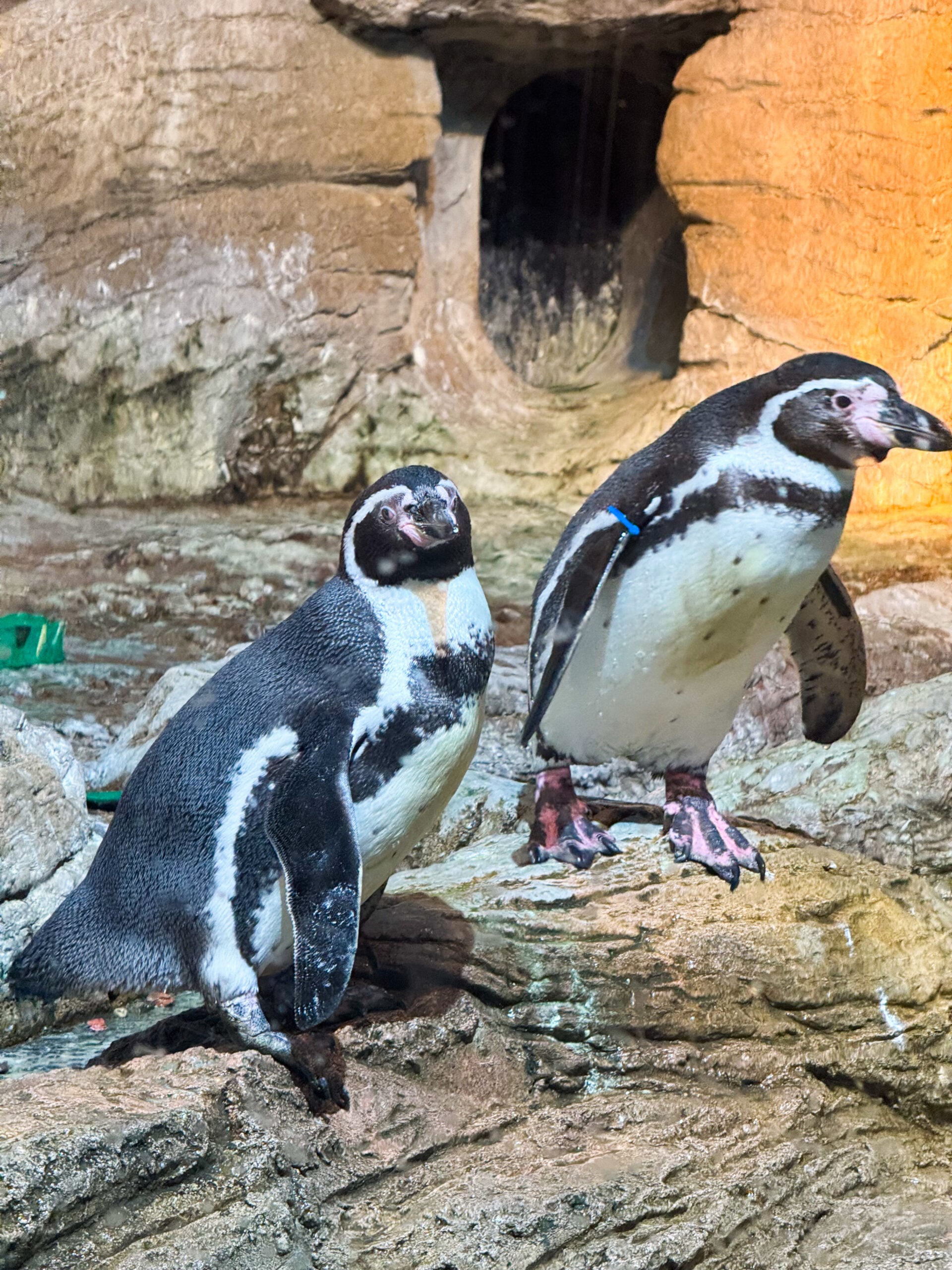 Penguins at Mote Aquarium in Sarasota