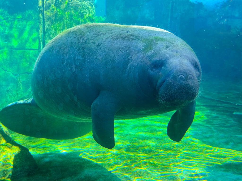 Manatee at Mote Aquarium in Sarasota
