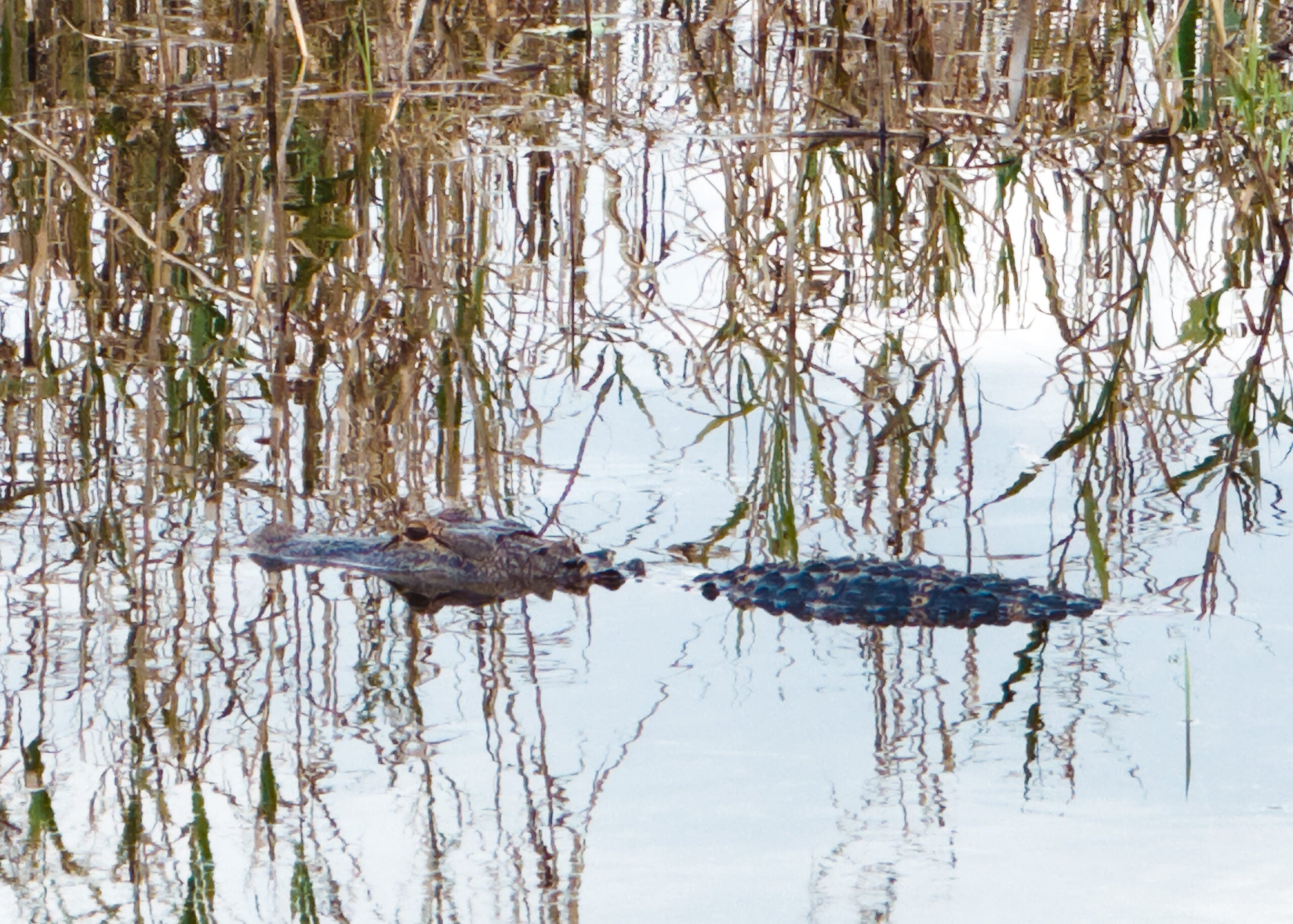 Alligator at Myakka State Park near Sarasota, Florida