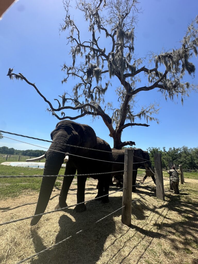 Elephants at Myakka Elephant Ranch near Sarasota, Florida