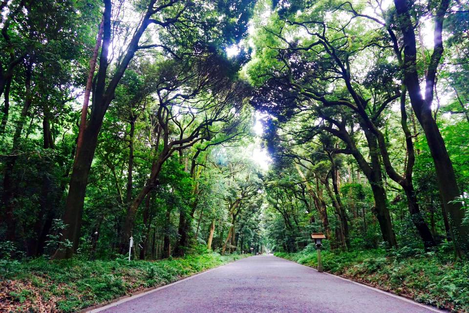 yoyogi park entrance. Trees like the pathway.