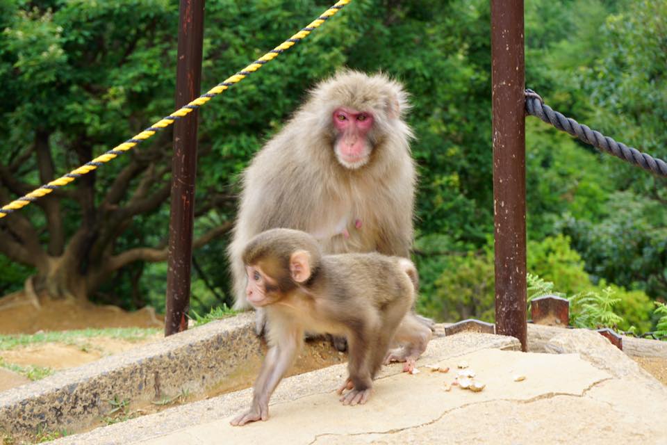 Baby monkey walking in front of mother monkey at Monkey Park Iwatayama - Kyoto