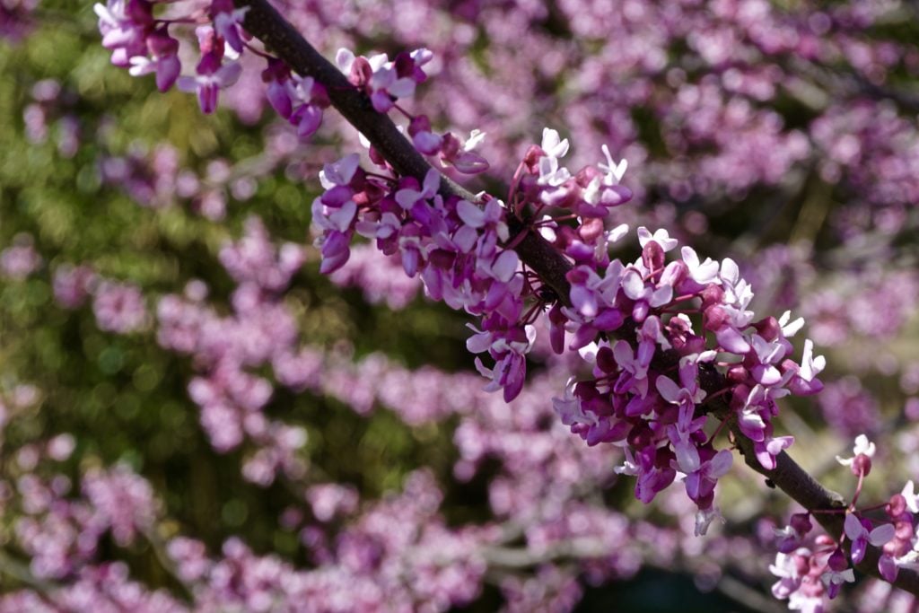 Spring at Big Cedar Lodge