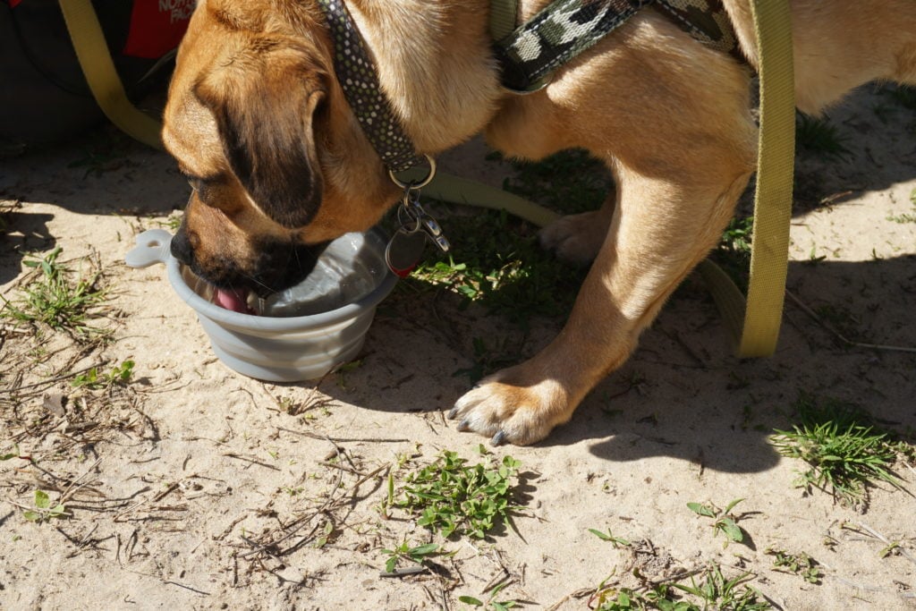 Collapsible dog bowl