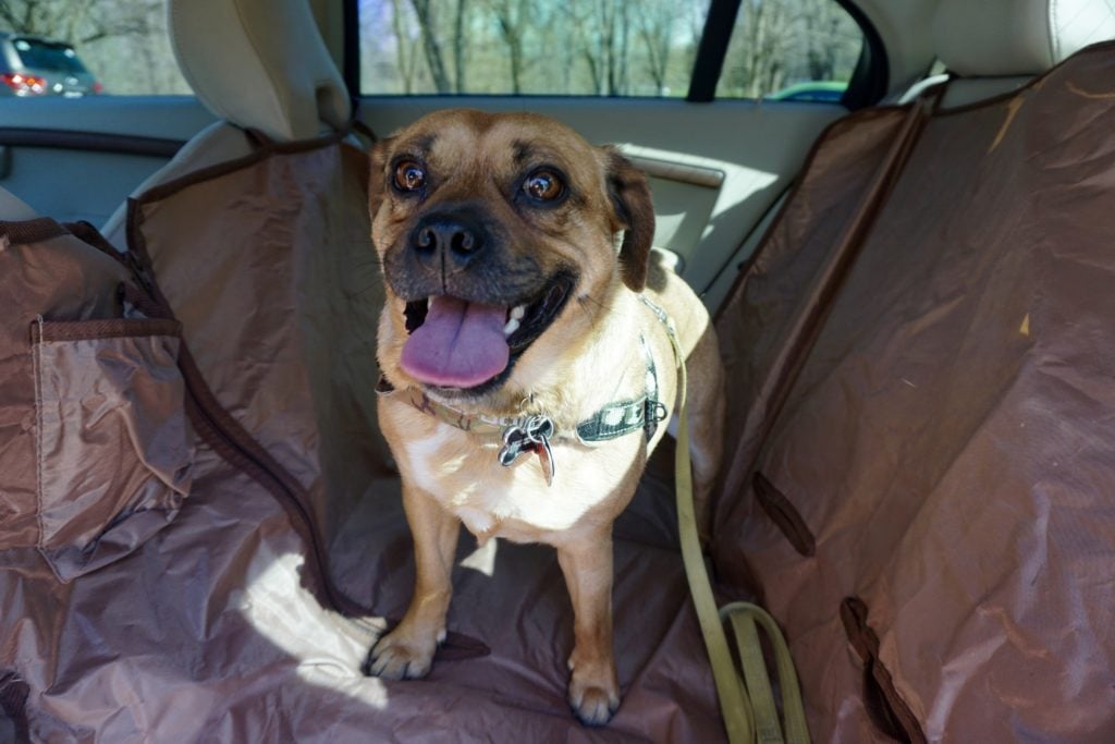 Dog in the backseat with a hammock.