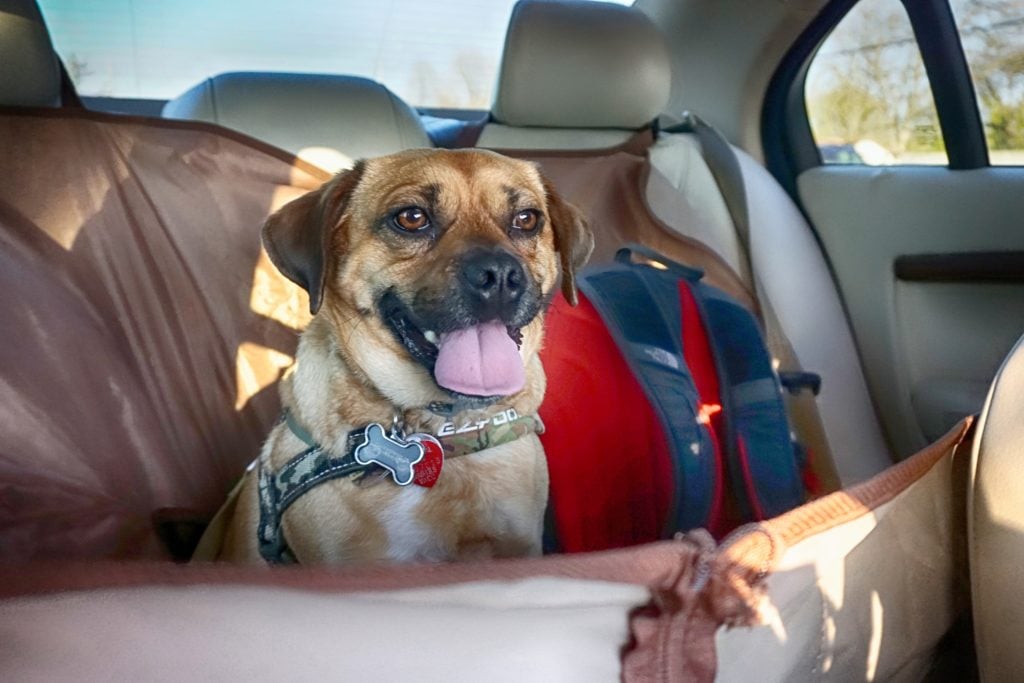 Dog sitting in the backseat of the car.