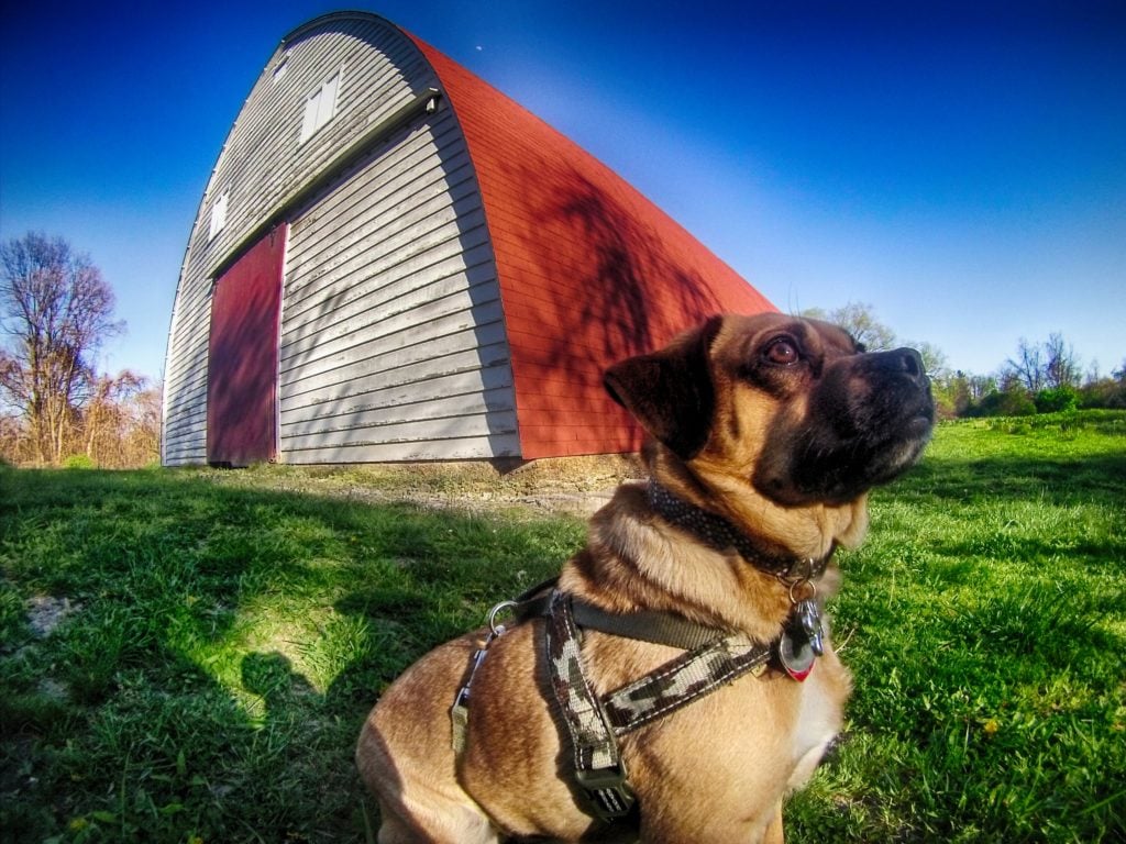 Dog sitting in front of a barn.