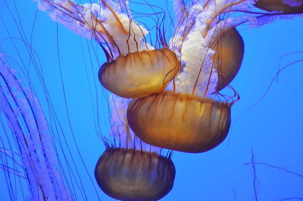 Jellyfish at the Tulsa Aquarium