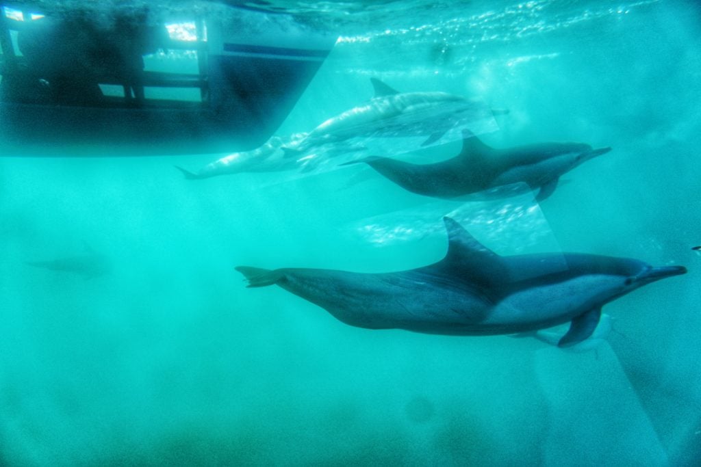 Laguna Beach Whale Watching Tour