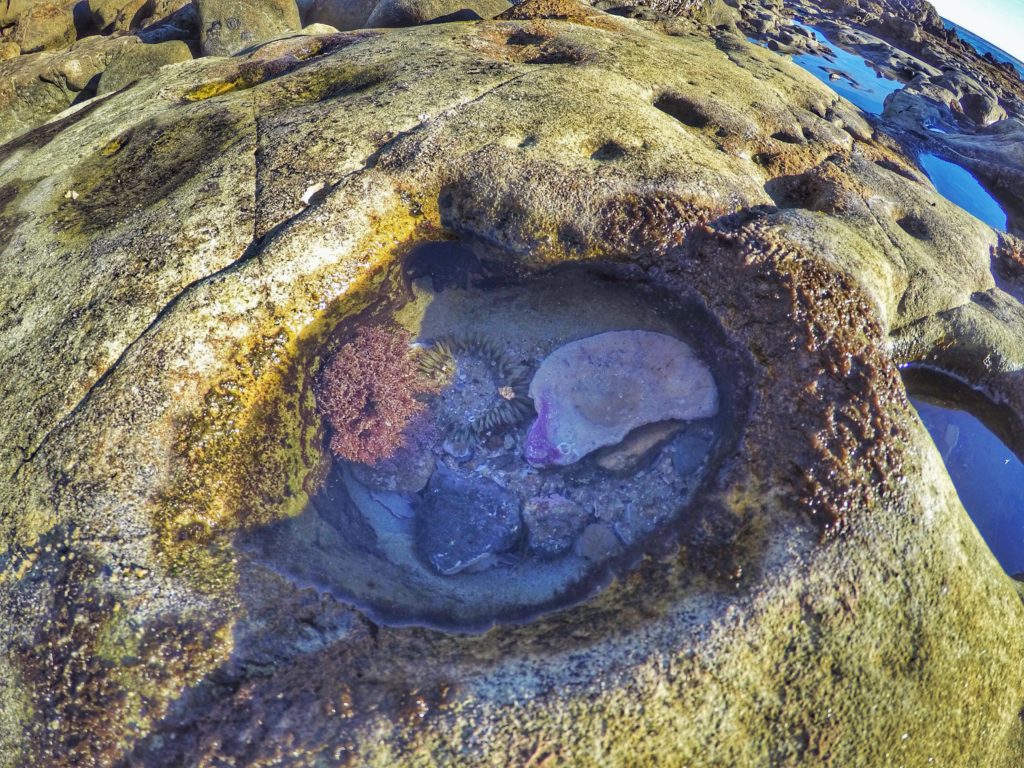 Tide pool with sea creatures in Laguna Beach, California