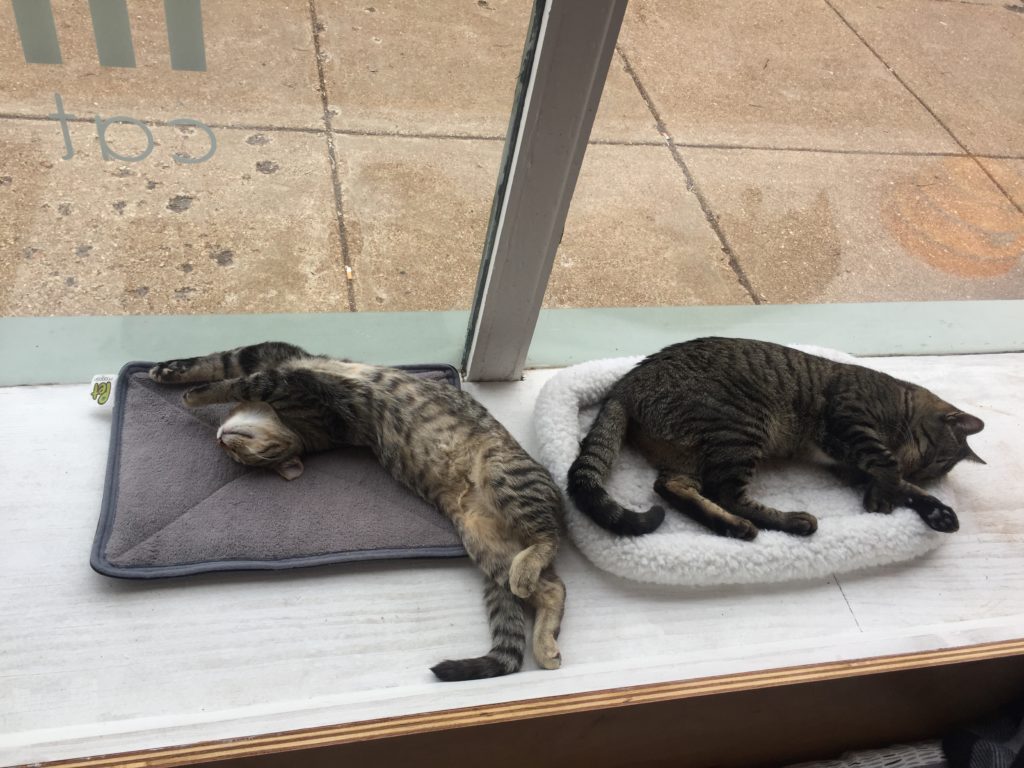 Cats at Mauhaus Cat Cafe in St. Louis, Missouri