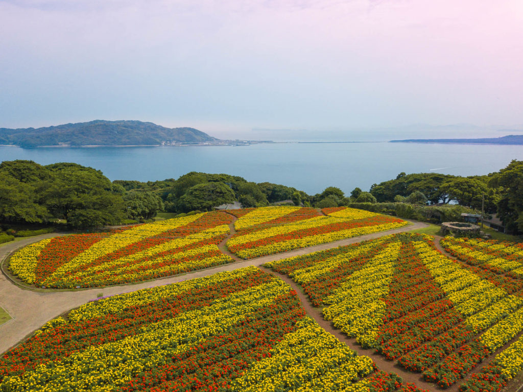 Field of yellow and orange marigold flowers at Nokonoshima Island - Fukuoka