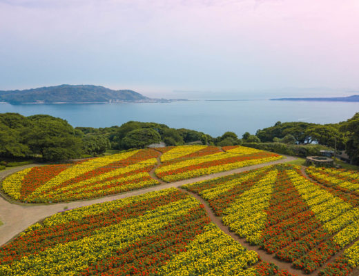 Field of yellow and orange marigold flowers at Nokonoshima Island - Fukuoka