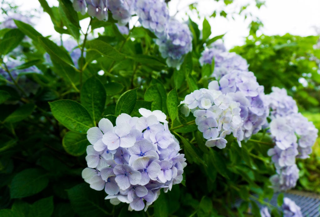 Lavender hydrangea flowers at Uminonakamichi Seaside Park in Fukuoka