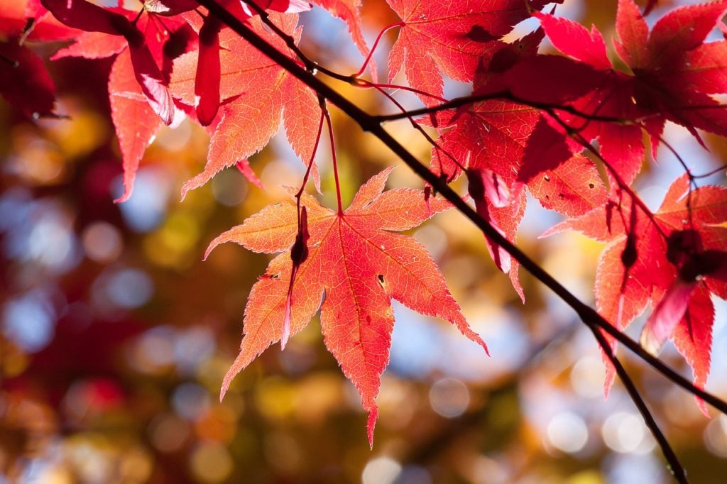 Japanese maple leaves in the fall