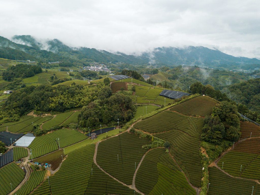 Aerial shot of wazuka tea plantation (rows and rows of green tea)