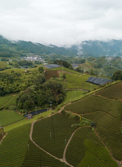 Aerial shot of wazuka tea farms (rows and rows of green tea)