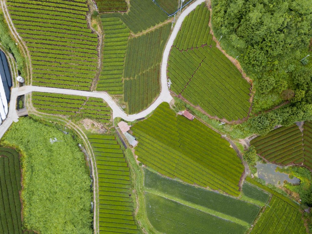 Aerial shot of wazuka tea plantation in Nara, Japan (rows and rows of green tea).