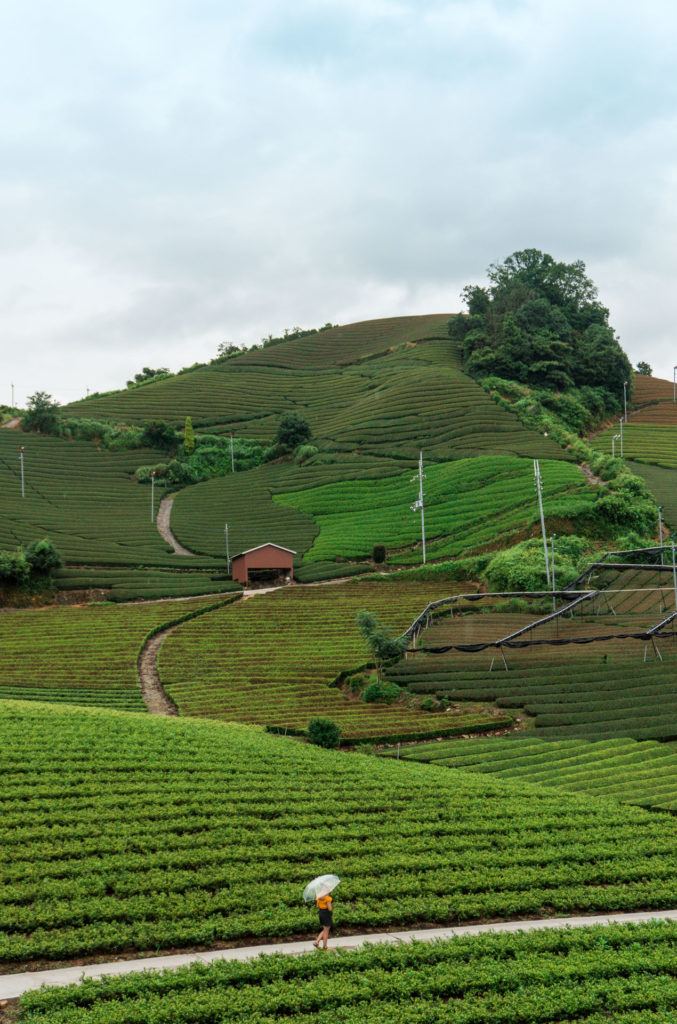 Girl walking on a path in a tea plantation - Wazuka, Japan