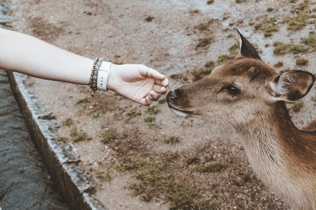 A hand reaching out to pet a deer in Nara Park (Japan)