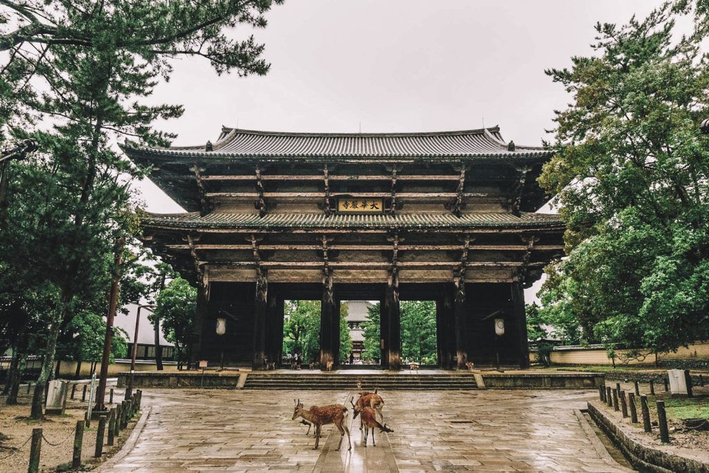 Deer in front of a wooden gate into a temple - Nara, Japan