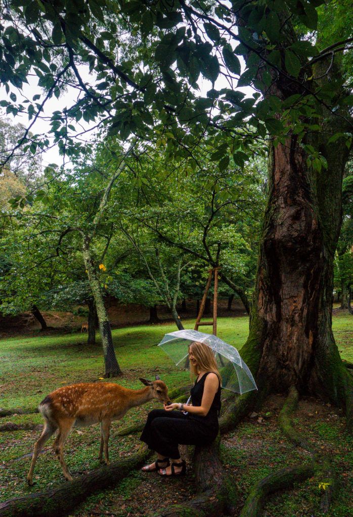 Girl feeding a small deer in Nara, Japan - Nara Itinerary or Day trip to Nara