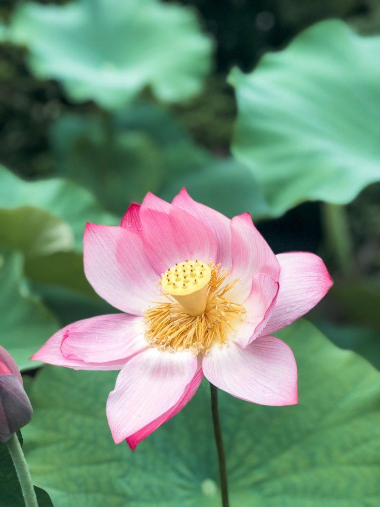 Light pink lotus flower in full bloom in Nara, Japan