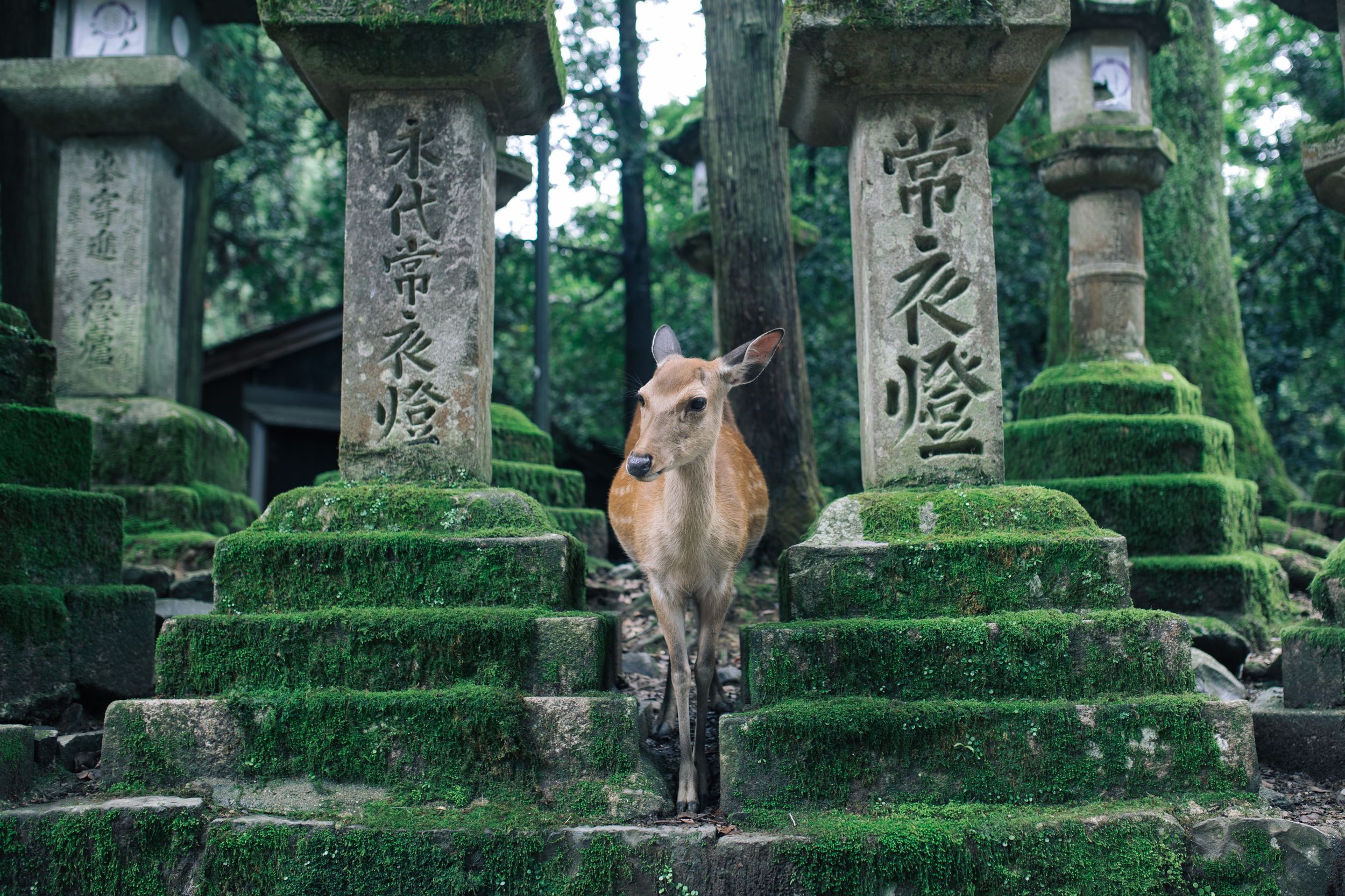 A Complete Nara Itinerary For A Nara Day Trip or TwoDay Stay