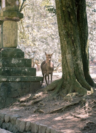 A lone deer walking through trees and stone structures in Nara Park, Japan.