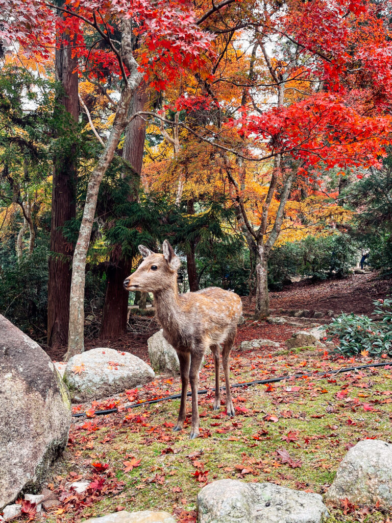 Deer at Momijidani Park on Miyajima Island in Japan.