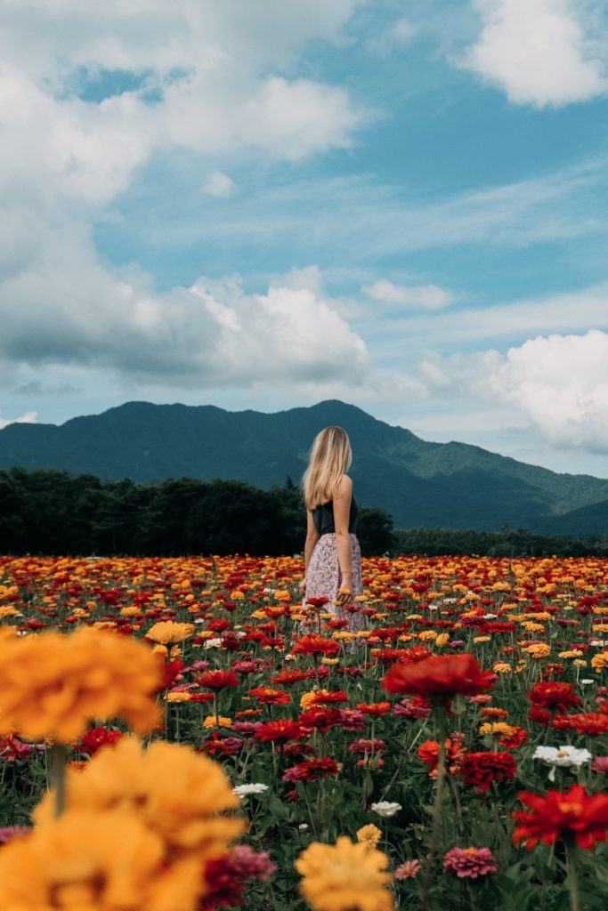 Flower fields at Yamanakako Hananomiyako Park