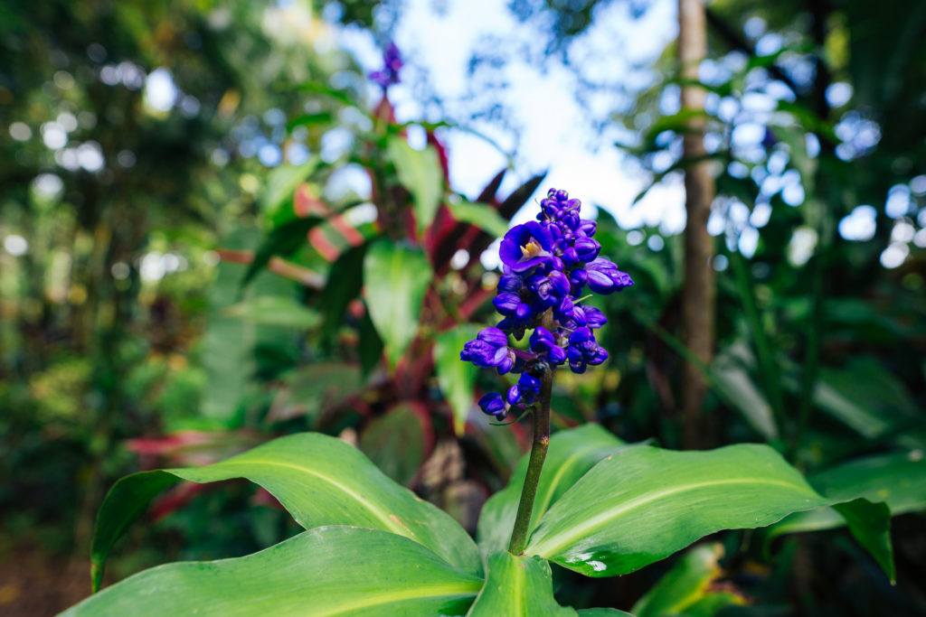 Beautiful flowers at Garden of Eden in Maui off the Road to Hana.