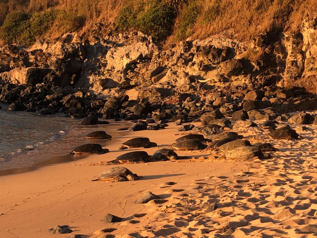 Turtles sunbathing at Ho’okipa Lookout in Maui.