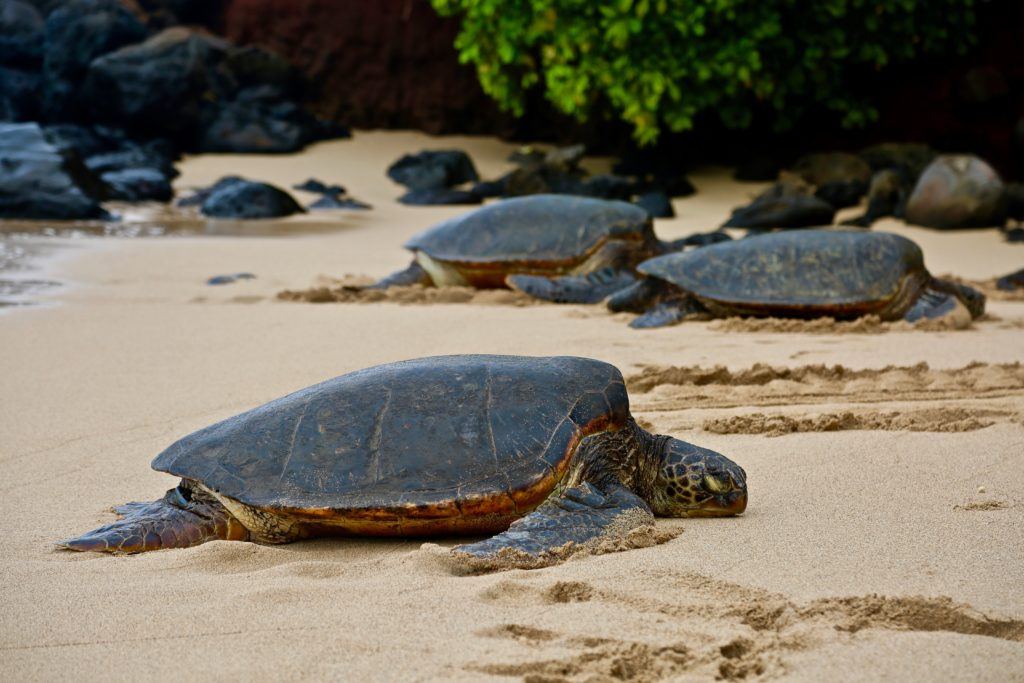 Turtles on the beach in Maui.