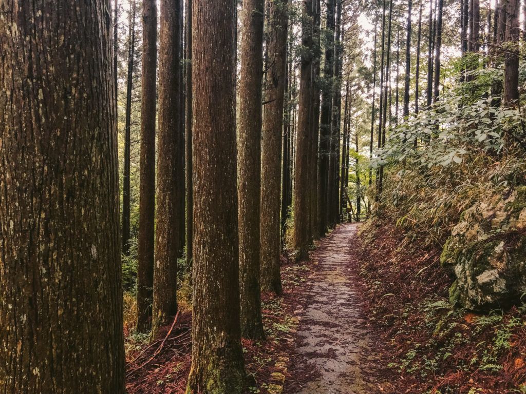 Hiking trail to Sendon Todoro (栴壇轟の滝)