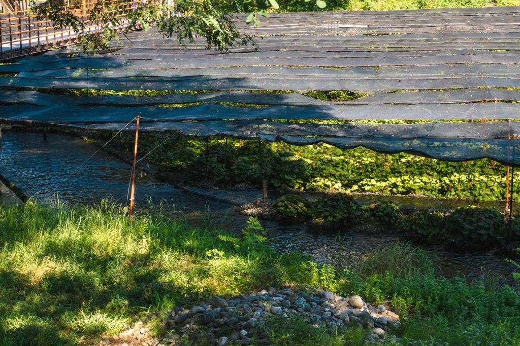 Tarps covering wasabi plants to provide them with shade at Daio Wasabi Farm.