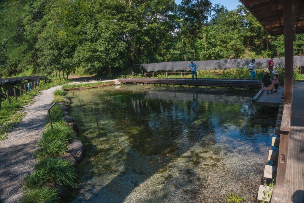 Walking paths at Daio Wasabi Farm.