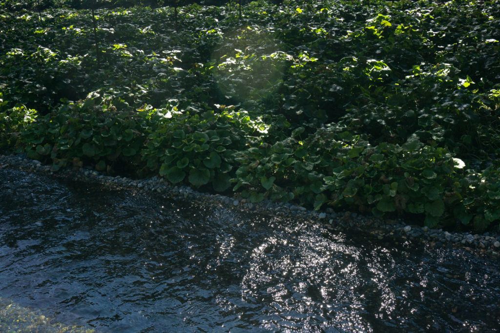 Wasabi plants growing at Daio Wasabi Farm.