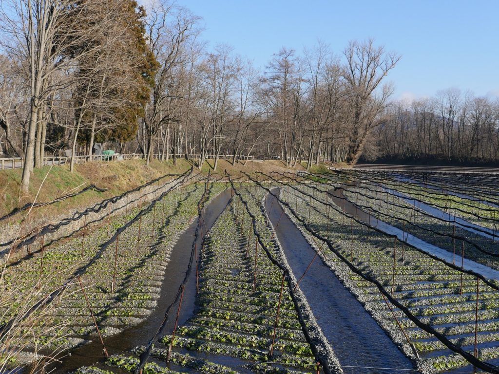 Wasabi Farm