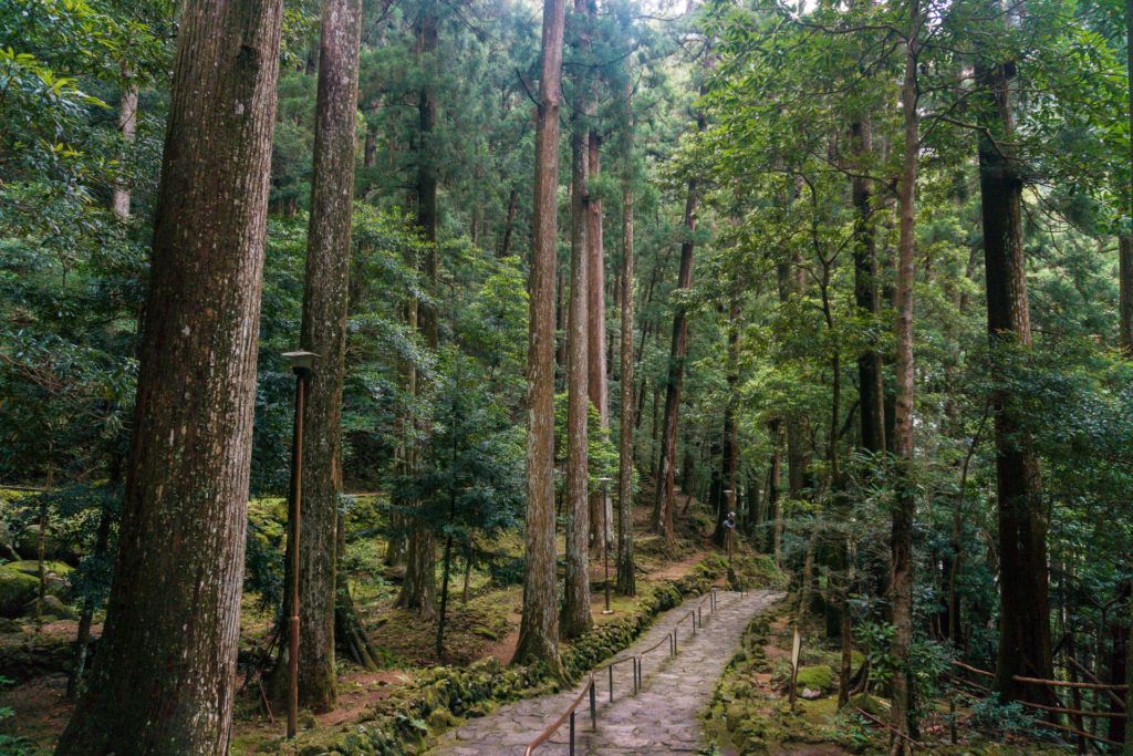 Daimonzaka on Kumano Kodo