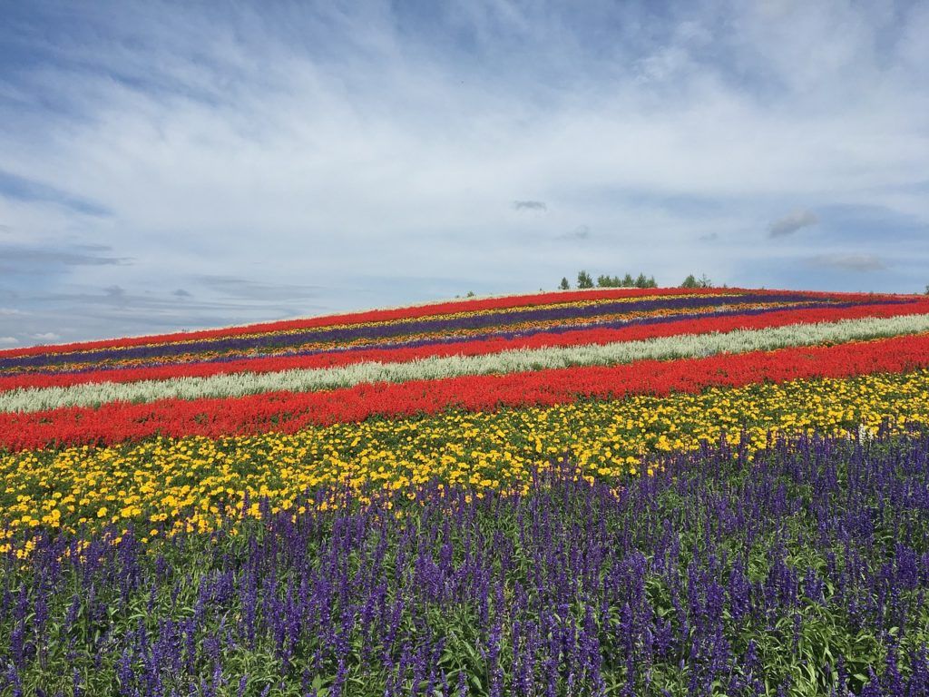 Flower fields in Hokkaido