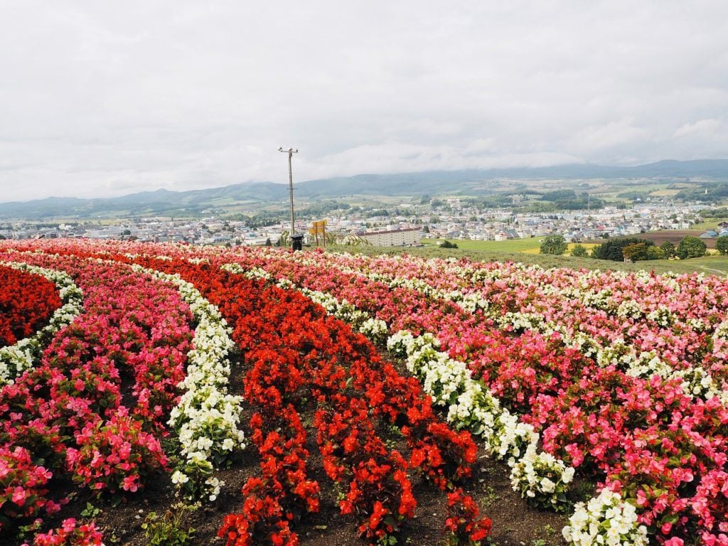 Flower fields in Hokkaido