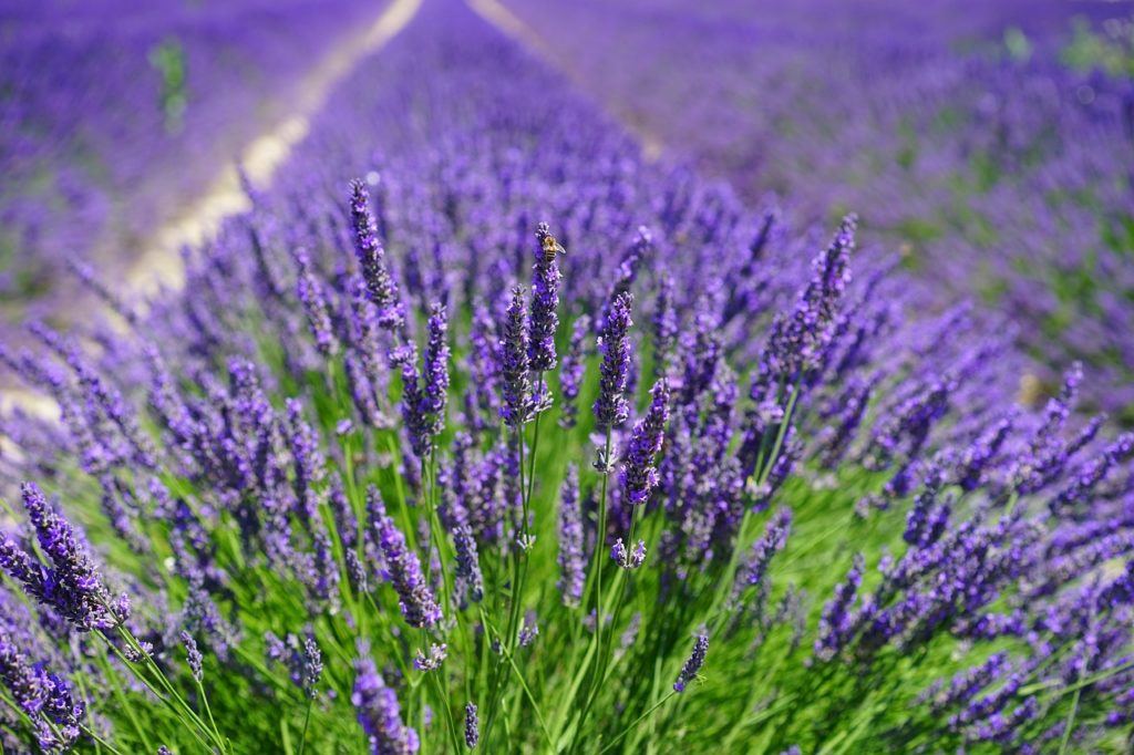 Lavender field in Hokkaido