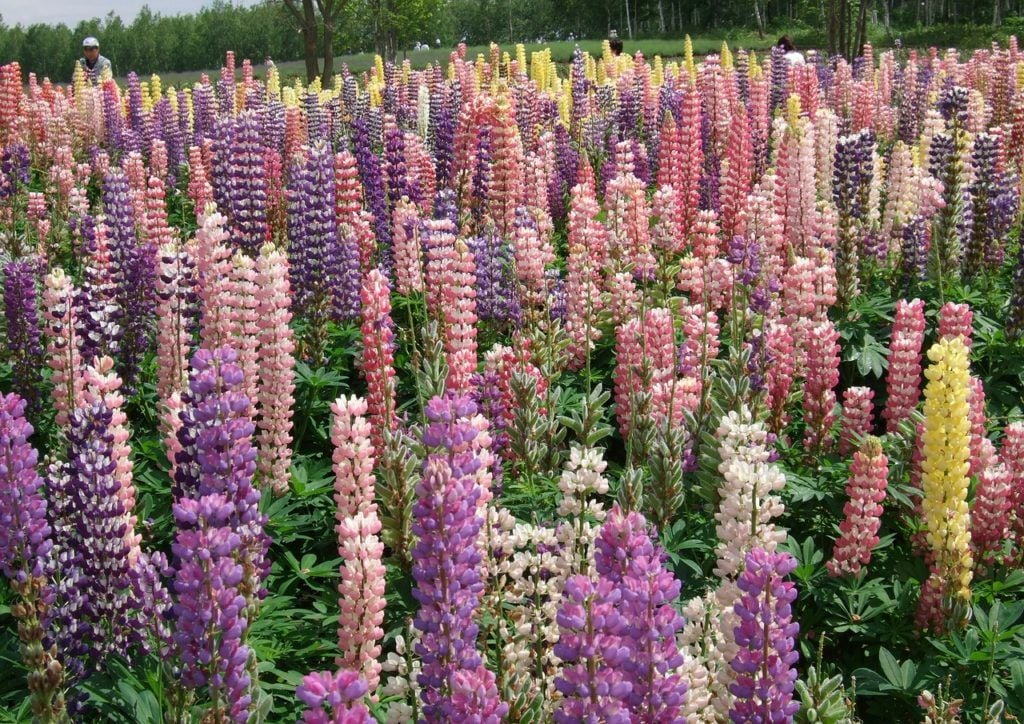 Lupin flowers at Yurigahara Park