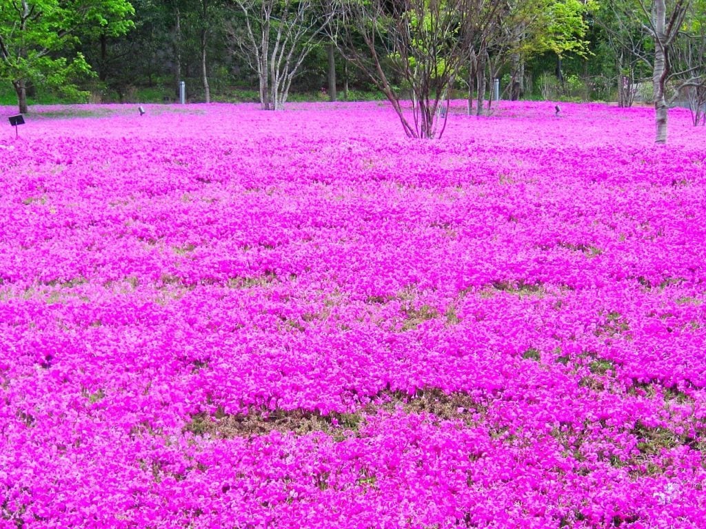 Pink Phlox in Hokkaido