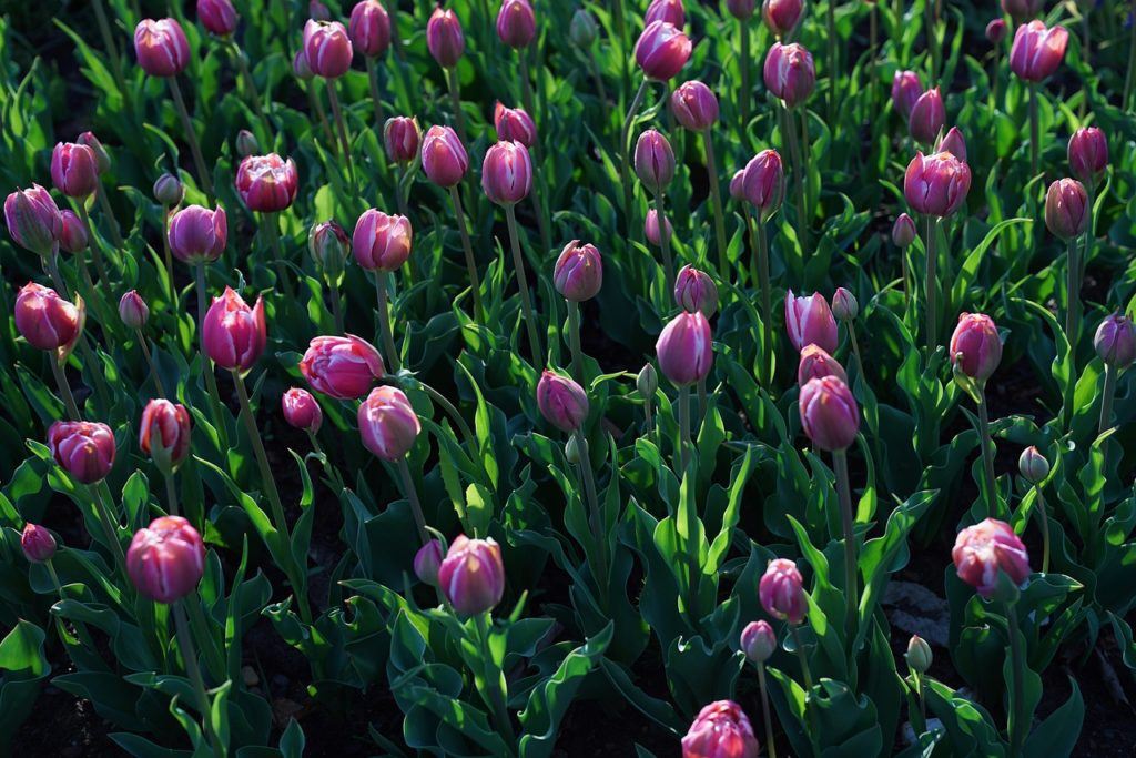 Tulips at Takino Suzuran Hillside Park 